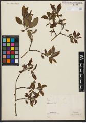 Foto von Salix silesiaca Willd.